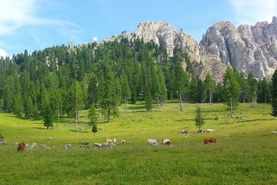 Scenic view of grassy field against sky