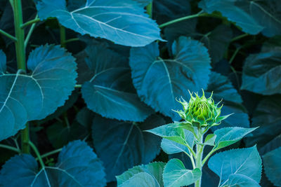 Close-up of green leaves on plant