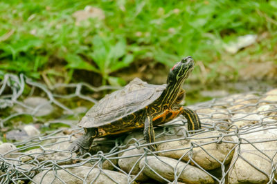 Close-up of turtle