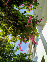 Low angle view of flowering tree by building