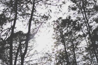 Low angle view of trees in forest against sky