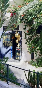 Trees and plants growing in building seen through window