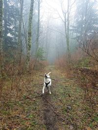 Dog standing on bare tree in forest