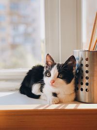 Portrait of cat on table at home