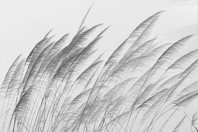 Black and white silhouette of elephant grass 