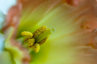 Close-up of yellow flowering plant