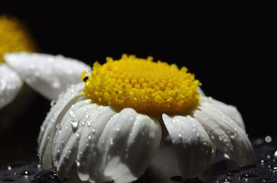 Close-up of wet yellow flower against black background