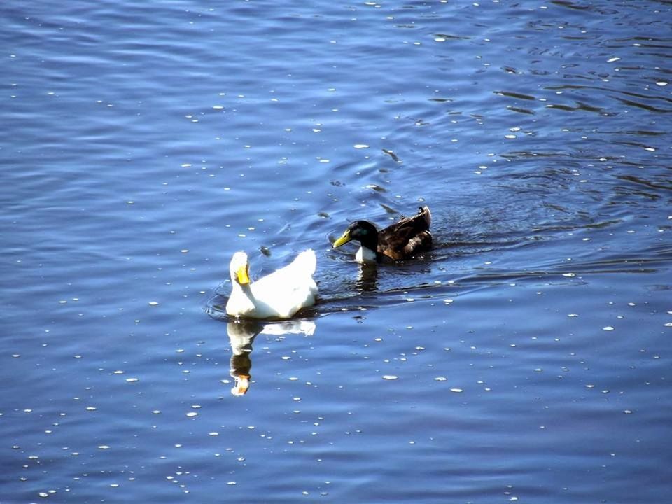 animal themes, animals in the wild, water, wildlife, swimming, bird, waterfront, high angle view, lake, rippled, one animal, nature, duck, two animals, outdoors, day, togetherness, no people, zoology, reflection