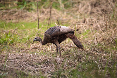 Side view of a bird on field