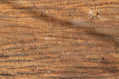 Full frame shot of old wooden plank