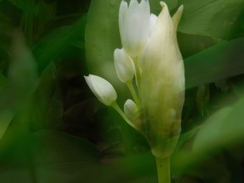 Close-up of white flowers