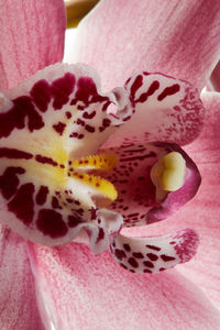 Close-up of pink orchids