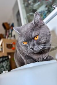 Close-up portrait of cat