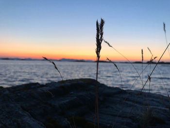 Silhouette plants on beach against sky during sunset
