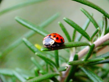 Close-up of ladybug on plant