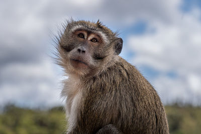 Mauritius grand bassin macaque monkey close up head and shoulders low level view