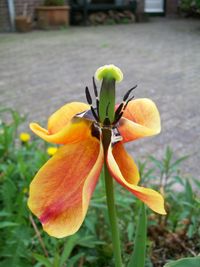 flower