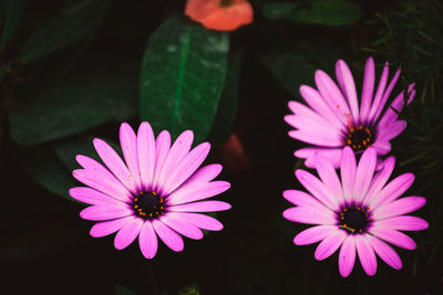 Close-up of pink flowers blooming outdoors