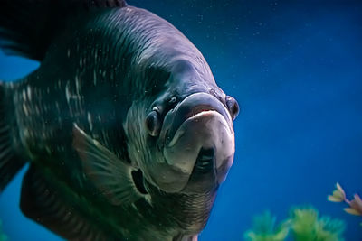 Close-up of fish swimming in sea