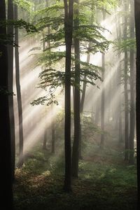 Sunlight streaming through trees in forest