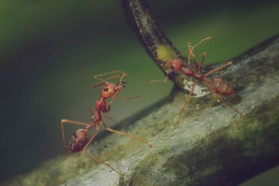 Close-up of ant on plant