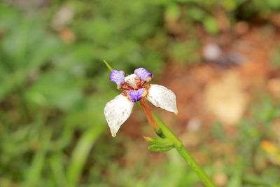 Close-up of purple flowering plant