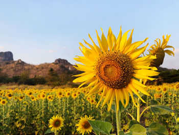 Close-up of sunflower on field against sky