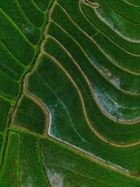 Full frame shot of agricultural field