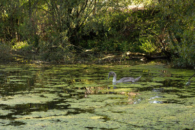 Swan swimming in lake