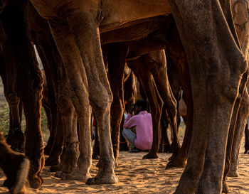 Rear view of people at an animal