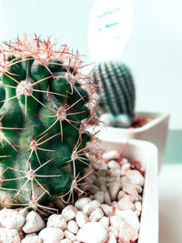 Close-up of cactus