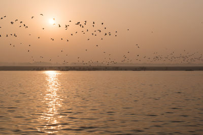 Flock of birds flying over sea at sunset