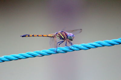 Close-up of dragonfly over blue background
