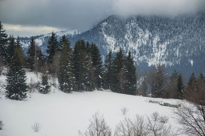 Snow covered land and trees against sky