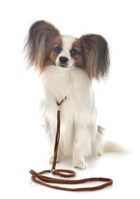 Portrait of a dog against white background