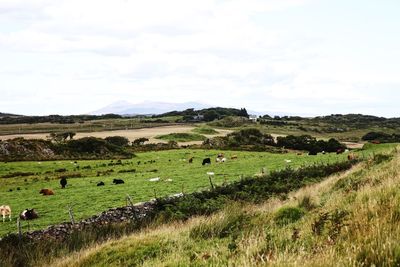 Cows grazing on field against sky