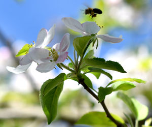 Close-up of white flowering plant