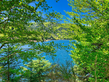 Scenic view of lake in forest