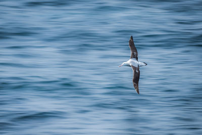 Wandering albatross gliding over calm blue sea