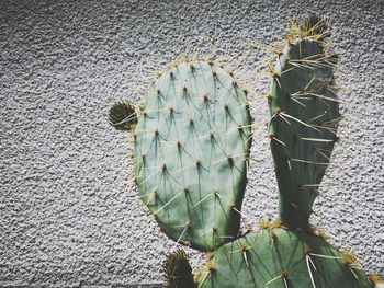 High angle view of cactus plant