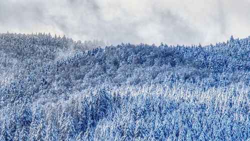 Frozen plant on land against sky