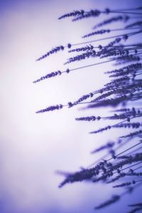 Close-up of frozen plant against sky