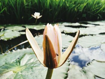 Close-up of lotus water lily