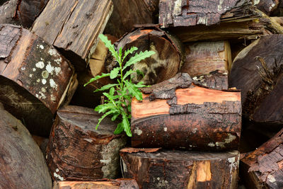 Plant growing amidst wet logs