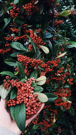 Red berries growing on plant
