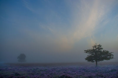 Scenic view of field against sky during sunset