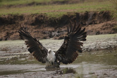 Close-up of birds flying over lake