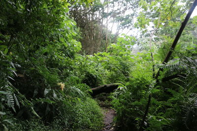 Trees and plants in forest