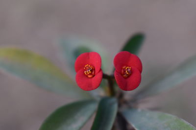 Close-up of red berries on plant