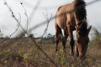 Horse grazing on field